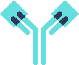 Single-site binding mAb icon