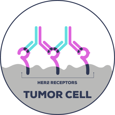 Graphic of dual-targeted bispecific antibodies binding to HER2 receptors