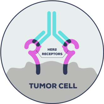 Graphic of monoclonal antibody binding to HER2 receptors