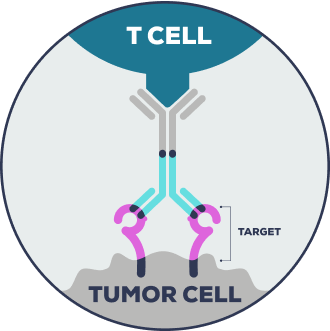 Graphic of bispecific T-cell engager binding to a target on a cancer cell and to a target on a T cell
