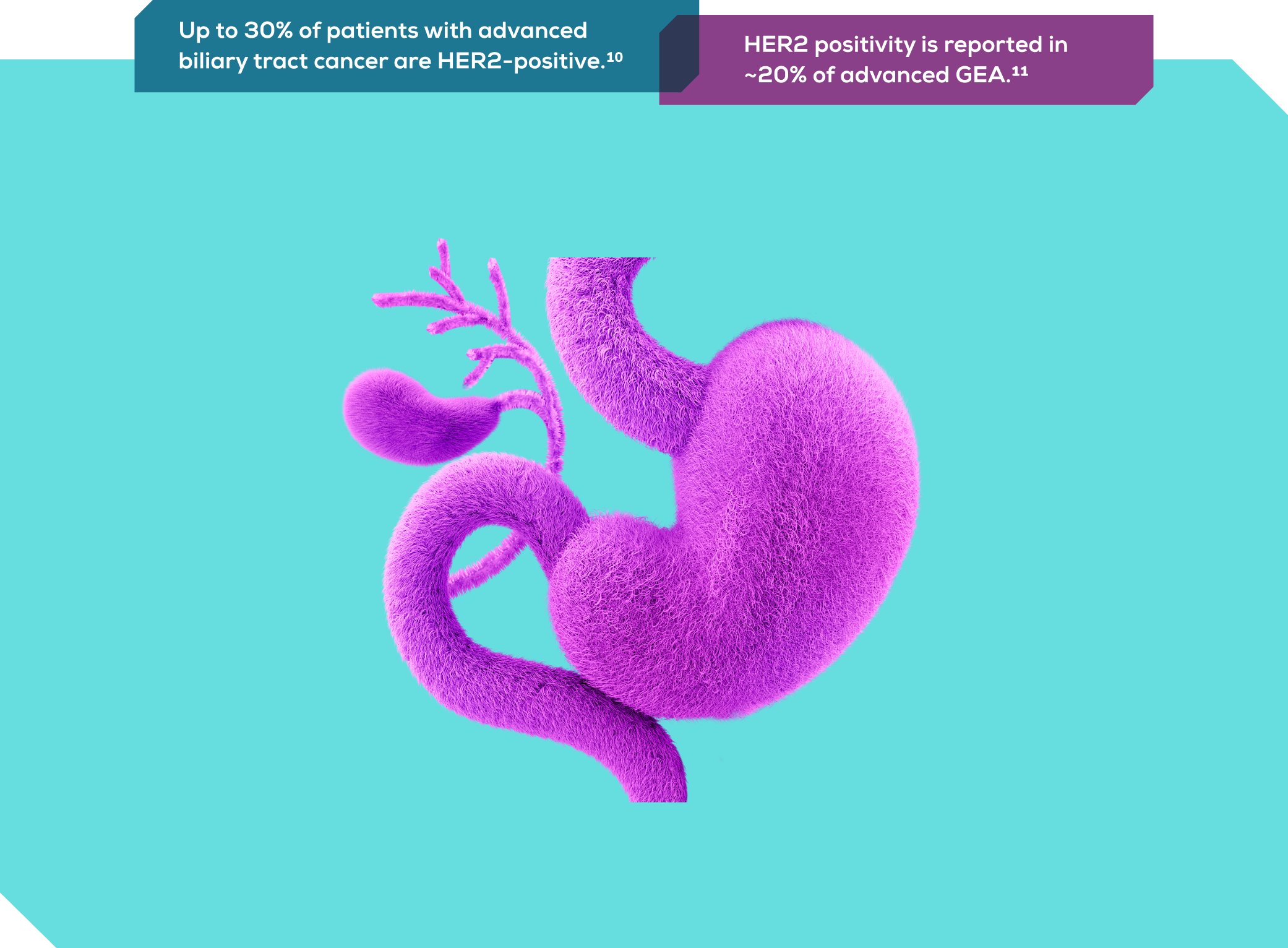 Furry gastrointestinal tract
